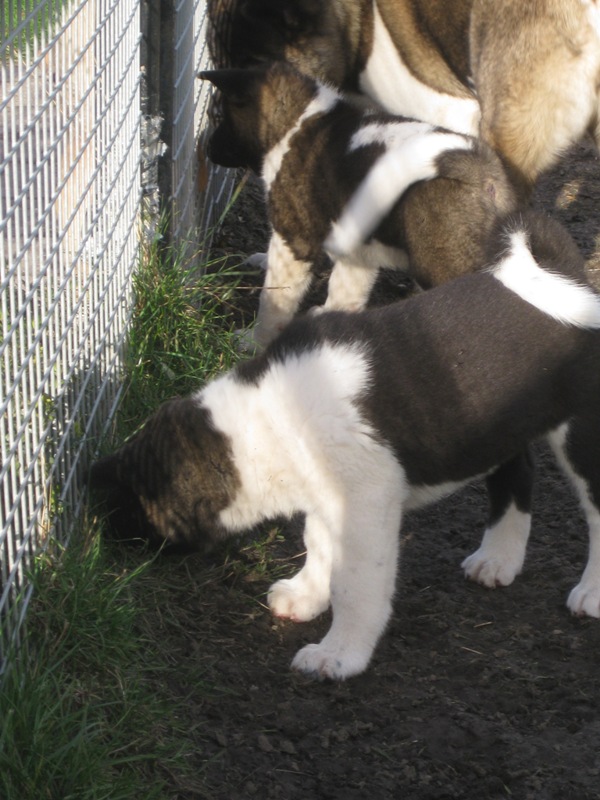 Puppies